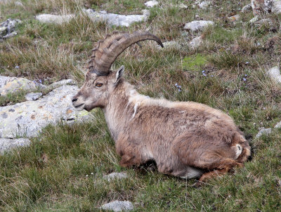 BOVID - IBEX - ALPINE IBEX - STELVIO NATIONAL PARK ITALY (86).JPG