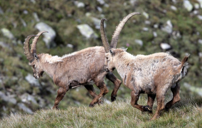 BOVID - IBEX - ALPINE IBEX - STELVIO NATIONAL PARK ITALY (92).JPG