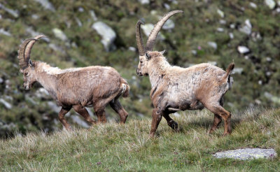 BOVID - IBEX - ALPINE IBEX - STELVIO NATIONAL PARK ITALY (93).JPG