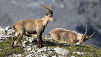 BOVID - IBEX - ALPINE IBEX - STELVIO NATIONAL PARK ITALY (98).JPG