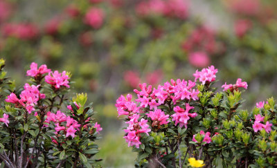 Ericaceae - Rhododendron - STELVIO NATIONAL PARK ITALY (131).JPG