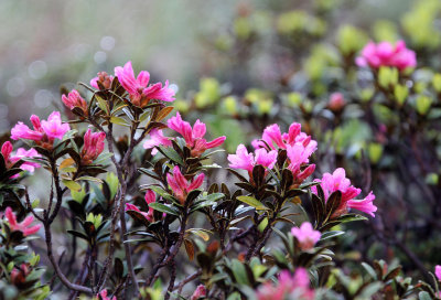 Ericaceae - Rhododendron ferrugineum - STELVIO NATIONAL PARK ITALY (87).JPG