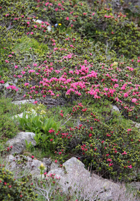 Ericaceae - Rhododendron ferrugineum - STELVIO NATIONAL PARK ITALY (89).JPG