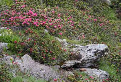 Ericaceae - Rhododendron ferrugineum - STELVIO NATIONAL PARK ITALY (90).JPG