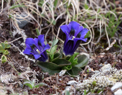 Flora of Alpine Europe