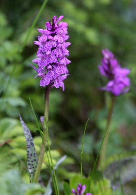 Orchidaceae - Orchis mascula - STELVIO NATIONAL PARK ITALY (146).JPG