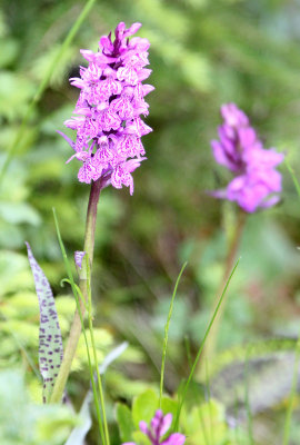Orchidaceae - Orchis mascula - STELVIO NATIONAL PARK ITALY (147).JPG