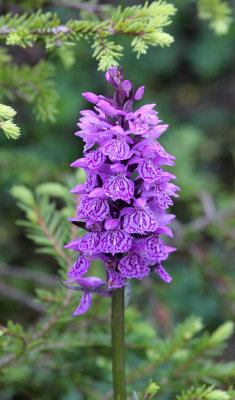 Orchidaceae - Orchis mascula - STELVIO NATIONAL PARK ITALY (148).JPG
