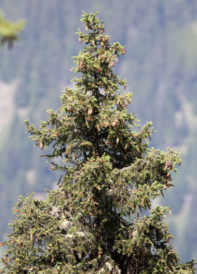 Pinaceae - Picea abies - STELVIO NATIONAL PARK ITALY (160).JPG