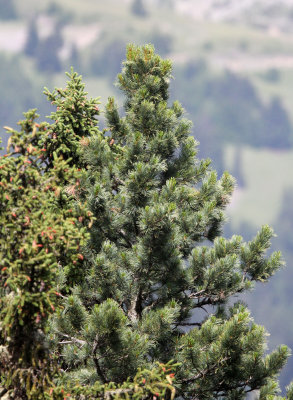 Pinaceae - Pinus cembra - STELVIO NATIONAL PARK ITALY (145).JPG