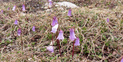 Primulaceae - Soldanella alpina - STELVIO NATIONAL PARK ITALY (98).JPG
