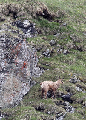 BOVID - CHAMOIS - ALPINE CHAMOIS - STELVIO NATIONAL PARK ITALY (77).JPG