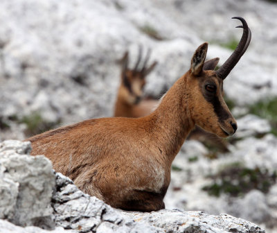 BOVID - CHAMOIS - APENNINE CHAMOIS - ABRUZZO NATIONAL PARK ITALY (161).JPG