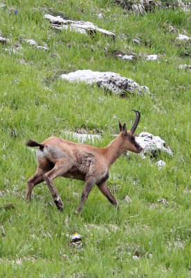 BOVID - CHAMOIS - APENNINE CHAMOIS - ABRUZZO NATIONAL PARK ITALY (26).JPG