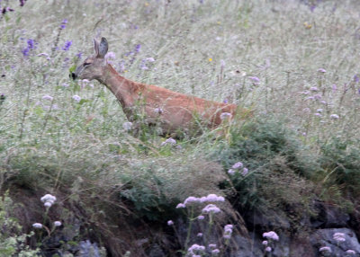 CERVID - DEER - EUROPEAN ROE DEER - STELVIO NATIONAL PARK ITALY (12).JPG