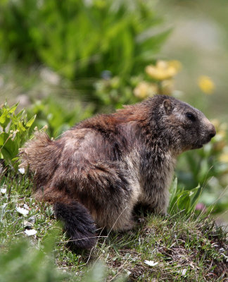 RODENT - MARMOT - ALPINE MARMOT - STELVIO NATIONAL PARK ITALY (60).JPG