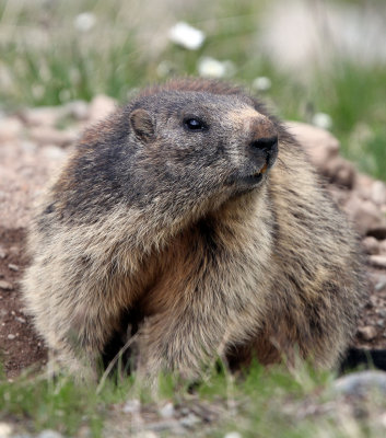 Alpine Marmots of Italy