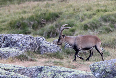 BOVID - IBEX - GREDOS IBEX - SIERRA DE GREDOS NATIONAL PARK SPAIN (104).JPG