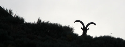 BOVID - IBEX - GREDOS IBEX - SIERRA DE GREDOS NATIONAL PARK SPAIN (111).JPG