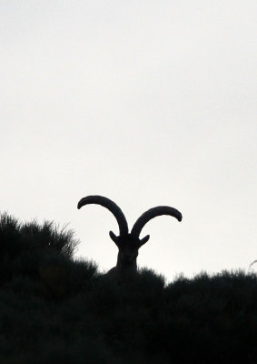 BOVID - IBEX - GREDOS IBEX - SIERRA DE GREDOS NATIONAL PARK SPAIN (112).JPG