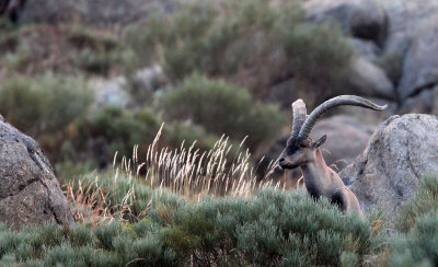 BOVID - IBEX - GREDOS IBEX - SIERRA DE GREDOS NATIONAL PARK SPAIN (124).JPG