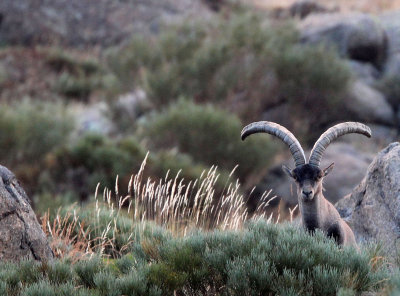 BOVID - IBEX - GREDOS IBEX - SIERRA DE GREDOS NATIONAL PARK SPAIN (125).JPG