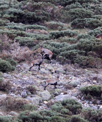 BOVID - IBEX - GREDOS IBEX - SIERRA DE GREDOS NATIONAL PARK SPAIN (16).JPG