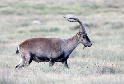 BOVID - IBEX - GREDOS IBEX - SIERRA DE GREDOS NATIONAL PARK SPAIN (83).JPG