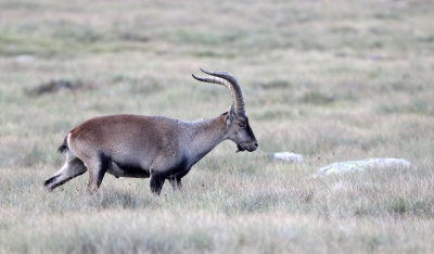 BOVID - IBEX - GREDOS IBEX - SIERRA DE GREDOS NATIONAL PARK SPAIN (85).JPG