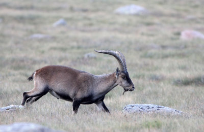 BOVID - IBEX - GREDOS IBEX - SIERRA DE GREDOS NATIONAL PARK SPAIN (90).JPG