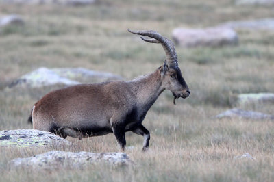 BOVID - IBEX - GREDOS IBEX - SIERRA DE GREDOS NATIONAL PARK SPAIN (94).JPG