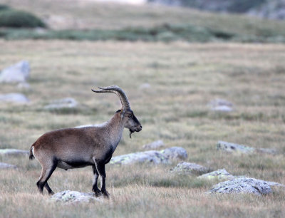 BOVID - IBEX - GREDOS IBEX - SIERRA DE GREDOS NATIONAL PARK SPAIN (97).JPG