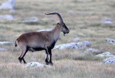 BOVID - IBEX - GREDOS IBEX - SIERRA DE GREDOS NATIONAL PARK SPAIN (99).JPG