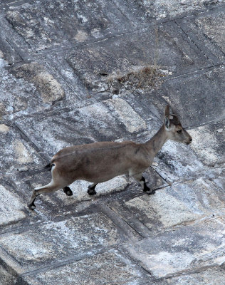 BOVID - IBEX - SOUTHERN SPANISH IBEX - ANDUJAR RACE - SIERRA DE ANDUJAR SPAIN (10).JPG