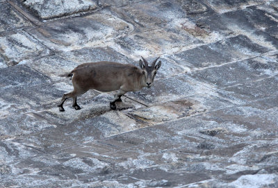 BOVID - IBEX - SOUTHERN SPANISH IBEX - ANDUJAR RACE - SIERRA DE ANDUJAR SPAIN (18).JPG