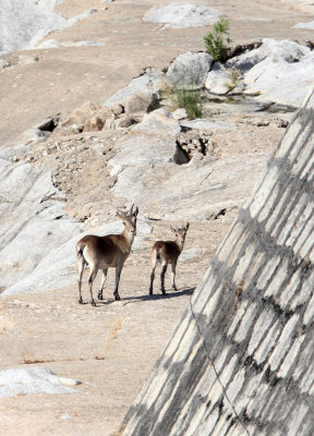 BOVID - IBEX - SOUTHERN SPANISH IBEX - ANDUJAR RACE - SIERRA DE ANDUJAR SPAIN (35).JPG