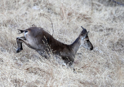 BOVID - IBEX - SOUTHERN SPANISH IBEX - ANDUJAR RACE - SIERRA DE ANDUJAR SPAIN (39).JPG