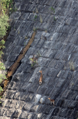 BOVID - IBEX - SOUTHERN SPANISH IBEX - ANDUJAR RACE - SIERRA DE ANDUJAR SPAIN (52).JPG