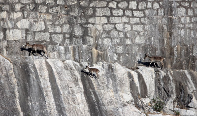 BOVID - IBEX - SOUTHERN SPANISH IBEX - ANDUJAR RACE - SIERRA DE ANDUJAR SPAIN (57).JPG