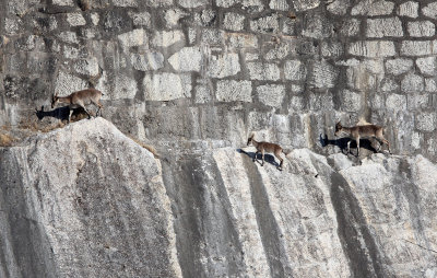 BOVID - IBEX - SOUTHERN SPANISH IBEX - ANDUJAR RACE - SIERRA DE ANDUJAR SPAIN (58).JPG