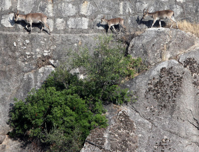 BOVID - IBEX - SOUTHERN SPANISH IBEX - ANDUJAR RACE - SIERRA DE ANDUJAR SPAIN (64).JPG