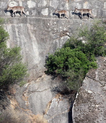 BOVID - IBEX - SOUTHERN SPANISH IBEX - ANDUJAR RACE - SIERRA DE ANDUJAR SPAIN (65).JPG