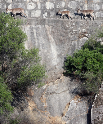 BOVID - IBEX - SOUTHERN SPANISH IBEX - ANDUJAR RACE - SIERRA DE ANDUJAR SPAIN (66).JPG