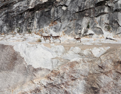 BOVID - IBEX - SOUTHERN SPANISH IBEX - ANDUJAR RACE - SIERRA DE ANDUJAR SPAIN (68).JPG