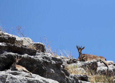 BOVID - IBEX - SOUTHERN SPANISH IBEX - RONDA RACE - EL TORCAL NATIONAL PARK SPAIN (21).JPG