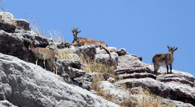 BOVID - IBEX - SOUTHERN SPANISH IBEX - RONDA RACE - EL TORCAL NATIONAL PARK SPAIN (3).JPG