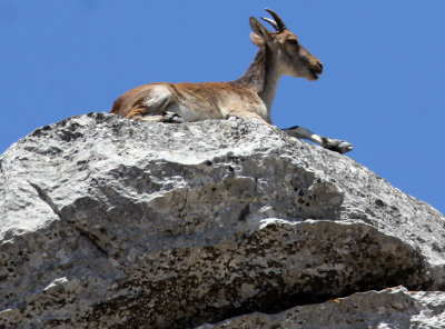 BOVID - IBEX - SOUTHERN SPANISH IBEX - RONDA RACE - EL TORCAL NATIONAL PARK SPAIN (32).JPG