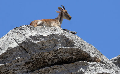 BOVID - IBEX - SOUTHERN SPANISH IBEX - RONDA RACE - EL TORCAL NATIONAL PARK SPAIN (37).JPG