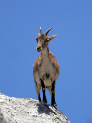 BOVID - IBEX - SOUTHERN SPANISH IBEX - RONDA RACE - EL TORCAL NATIONAL PARK SPAIN (50).JPG