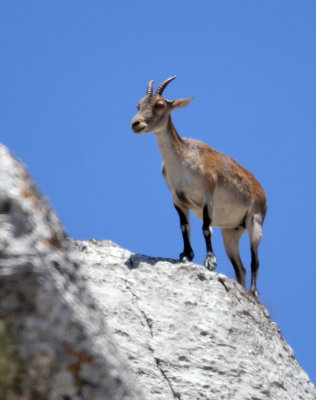 BOVID - IBEX - SOUTHERN SPANISH IBEX - RONDA RACE - EL TORCAL NATIONAL PARK SPAIN (67).JPG